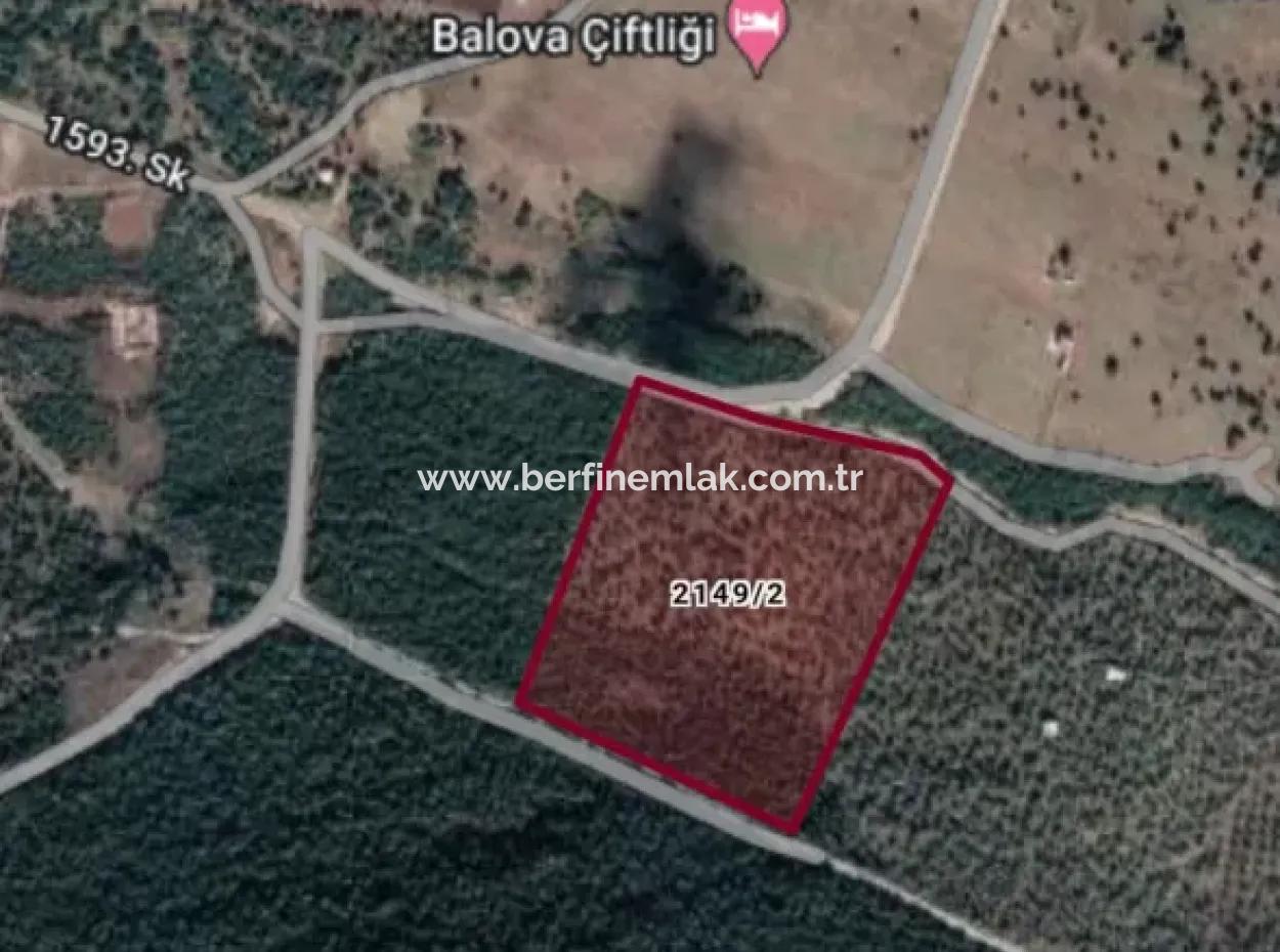 Aydin Akyeniköy Balova Oliven Zu Verkaufen