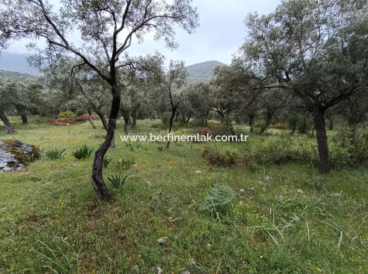 Olivenhain Zum Verkauf In Mugla Milasta Zu Einem Erschwinglichen Preis