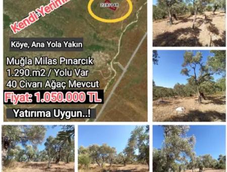 Olivenhain Zum Verkauf In Mugla Milasta Zu Einem Erschwinglichen Preis