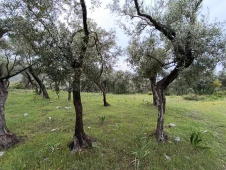 Olivenhain Zum Verkauf In Mugla Milasta Zu Einem Erschwinglichen Preis