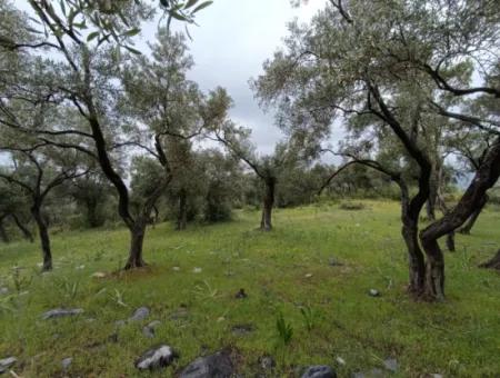 Olivenhain Zum Verkauf In Mugla Milasta Zu Einem Erschwinglichen Preis