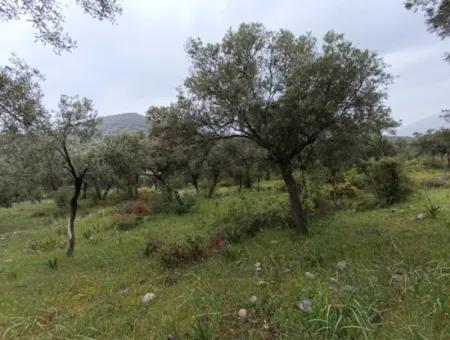 Olivenhain Zum Verkauf In Mugla Milasta Zu Einem Erschwinglichen Preis