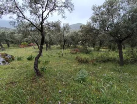 Olivenhain Zum Verkauf In Mugla Milasta Zu Einem Erschwinglichen Preis