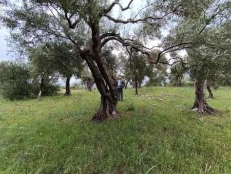 Olivenhain Zum Verkauf In Mugla Milasta Zu Einem Erschwinglichen Preis
