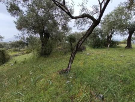 Olivenhain Zum Verkauf In Mugla Milasta Zu Einem Erschwinglichen Preis