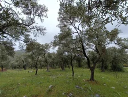Olivenhain Zum Verkauf In Mugla Milasta Zu Einem Erschwinglichen Preis
