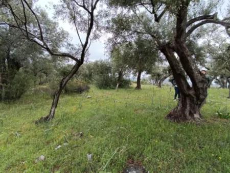 Olivenhain Zum Verkauf In Mugla Milasta Zu Einem Erschwinglichen Preis