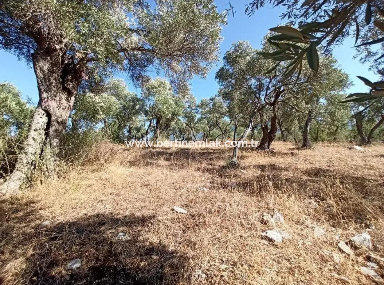 Olive Grove For Sale In Mugla Milasta At An Affordable Price