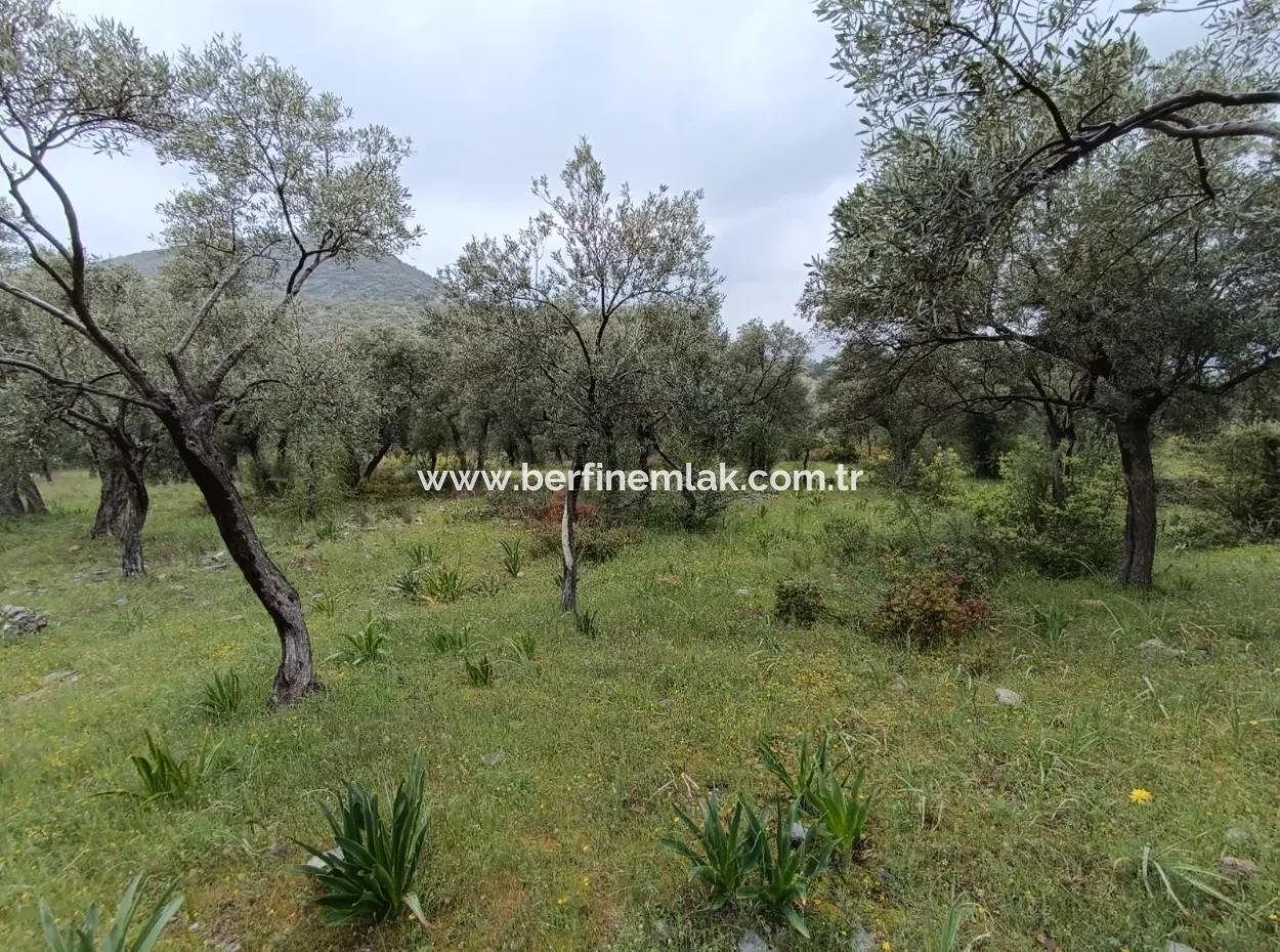Olive Grove For Sale In Mugla Milasta At An Affordable Price