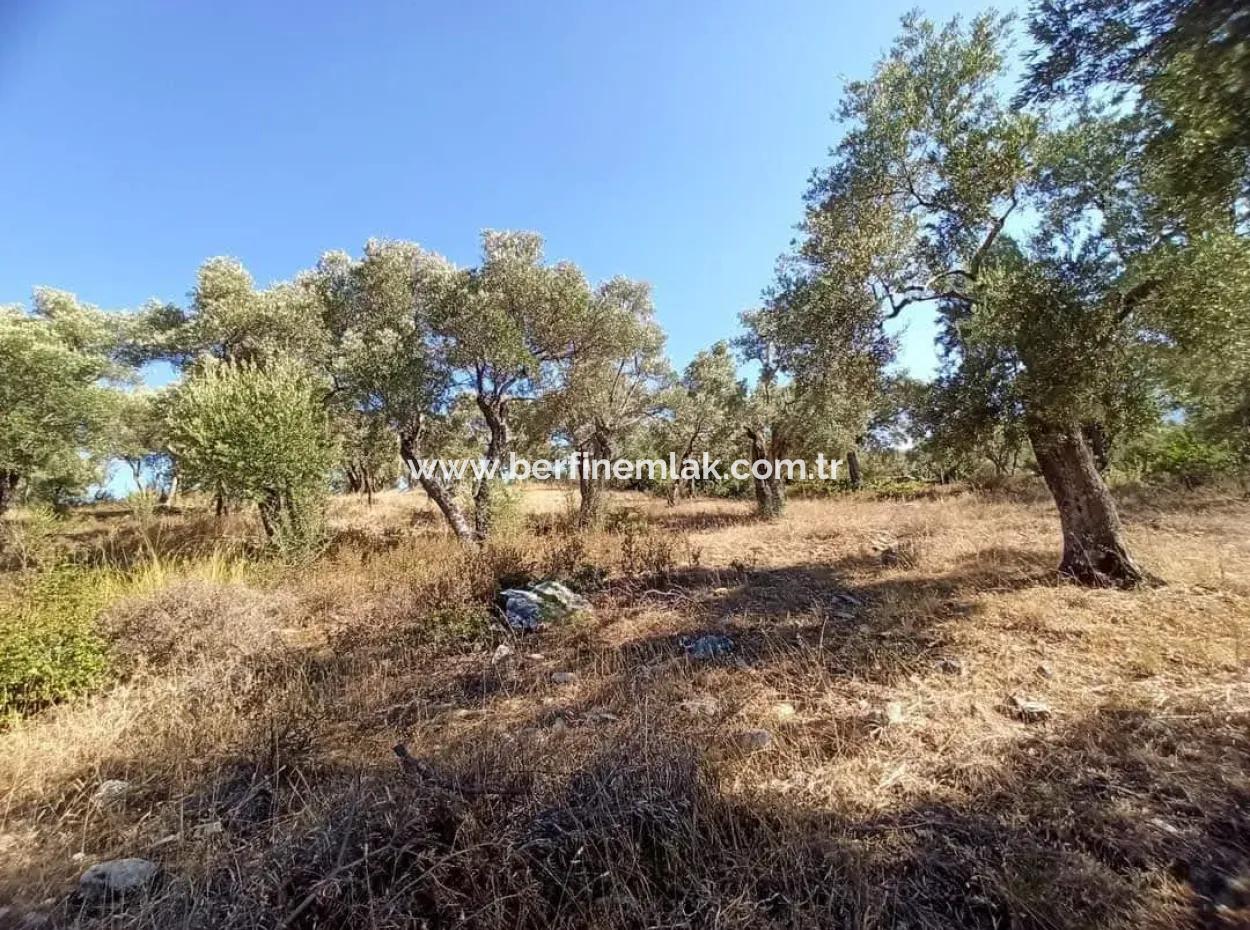 Muğla Milasta Uygun Fiyata Satılık Zeytinlik
