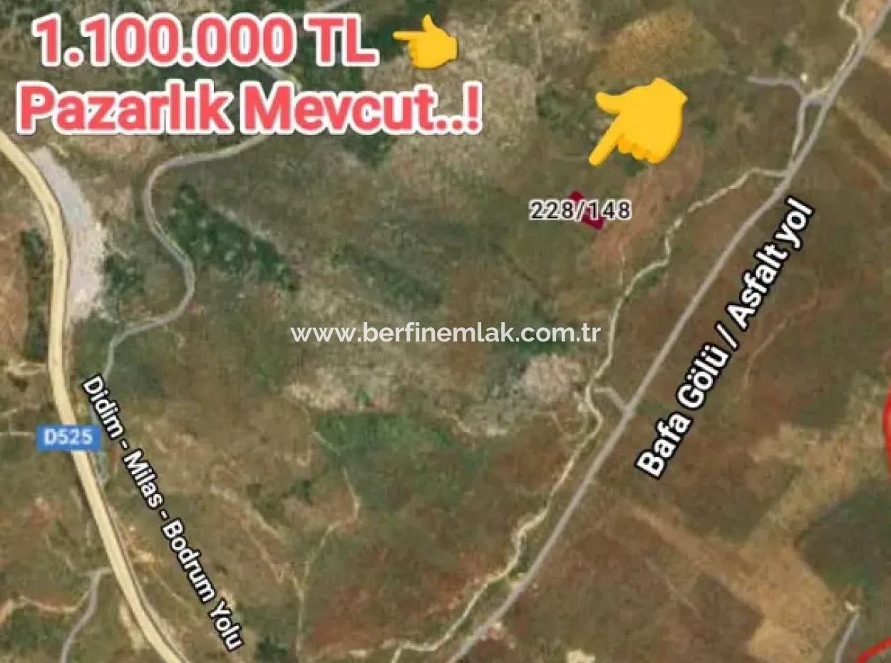 Muğla Milasta Uygun Fiyata Satılık Zeytinlik