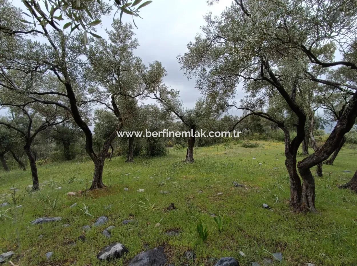 Muğla Milasta Uygun Fiyata Satılık Zeytinlik