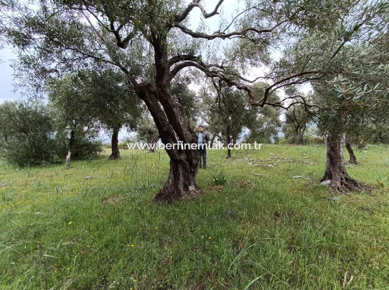 Muğla Milasta Uygun Fiyata Satılık Zeytinlik