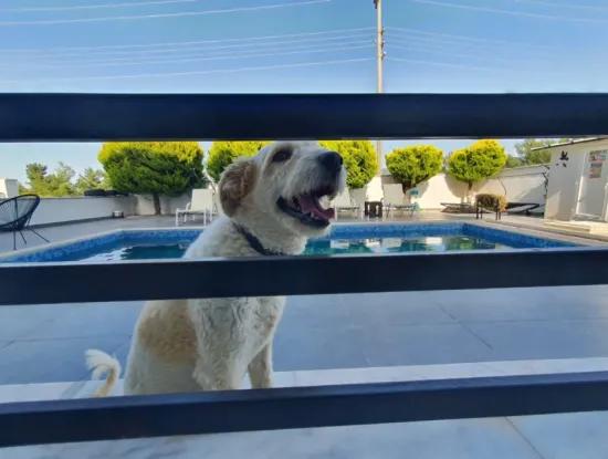 Didim'de Seyrantepede Satılık Havuzlu 4+1 Villa