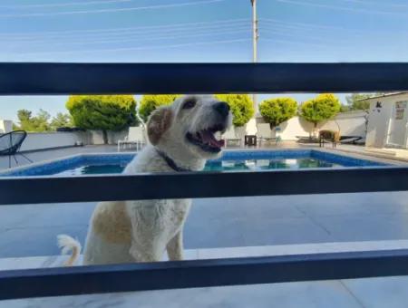 Didim'de Seyrantepede Satılık Havuzlu 4+1 Villa